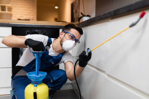 Best Termite Control Services  in Ava, MO