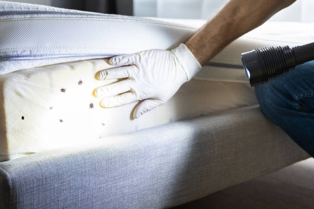 Best Pest Prevention Services  in Ava, MO